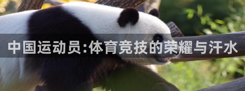 谈球吧体育官网：中国运动员:体育竞技的荣耀与汗水